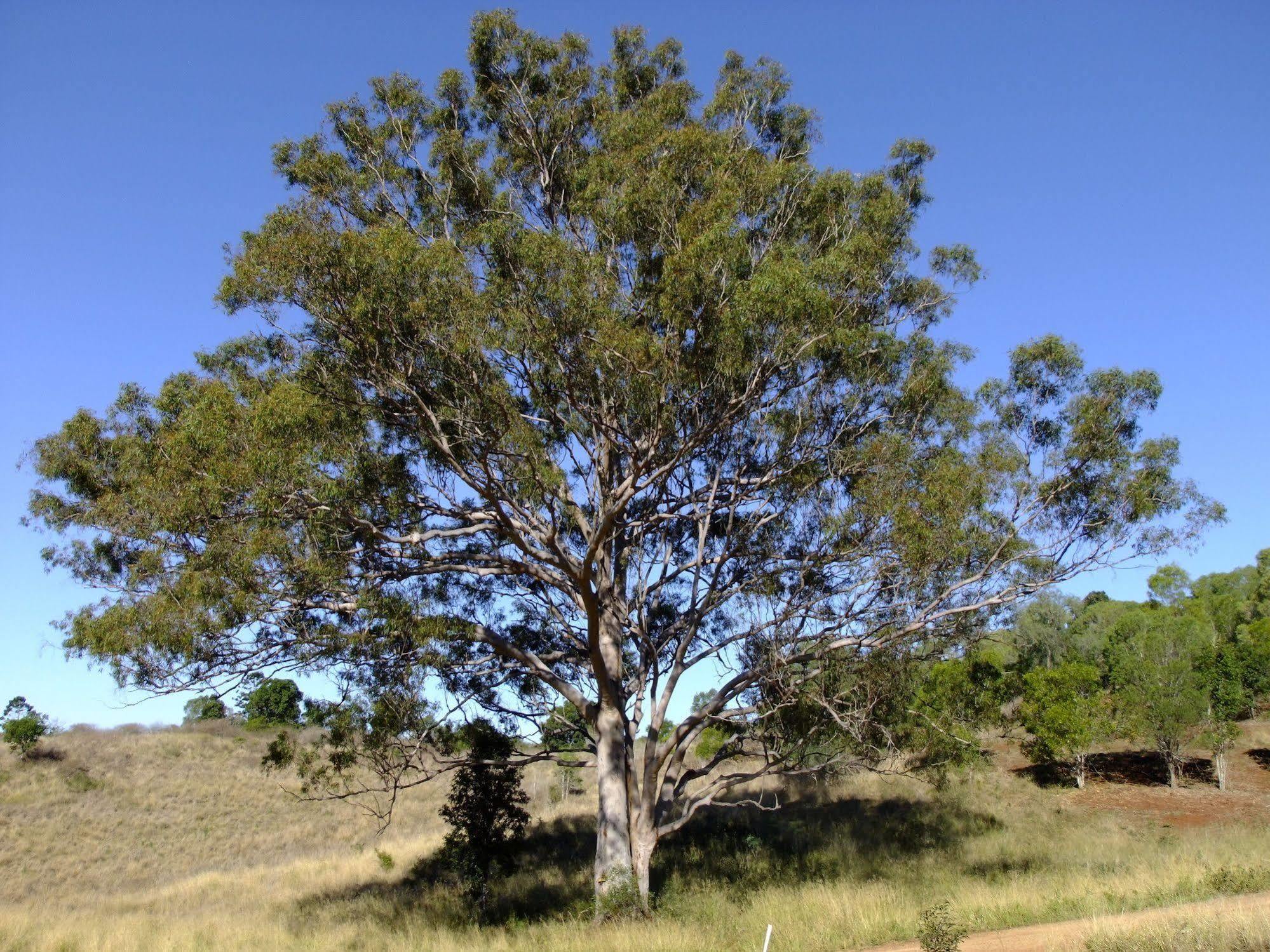Deshons Retreat Βίλα Kingaroy Εξωτερικό φωτογραφία